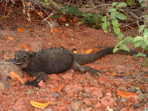Happy lizard, living large in the Galapagos Islands.